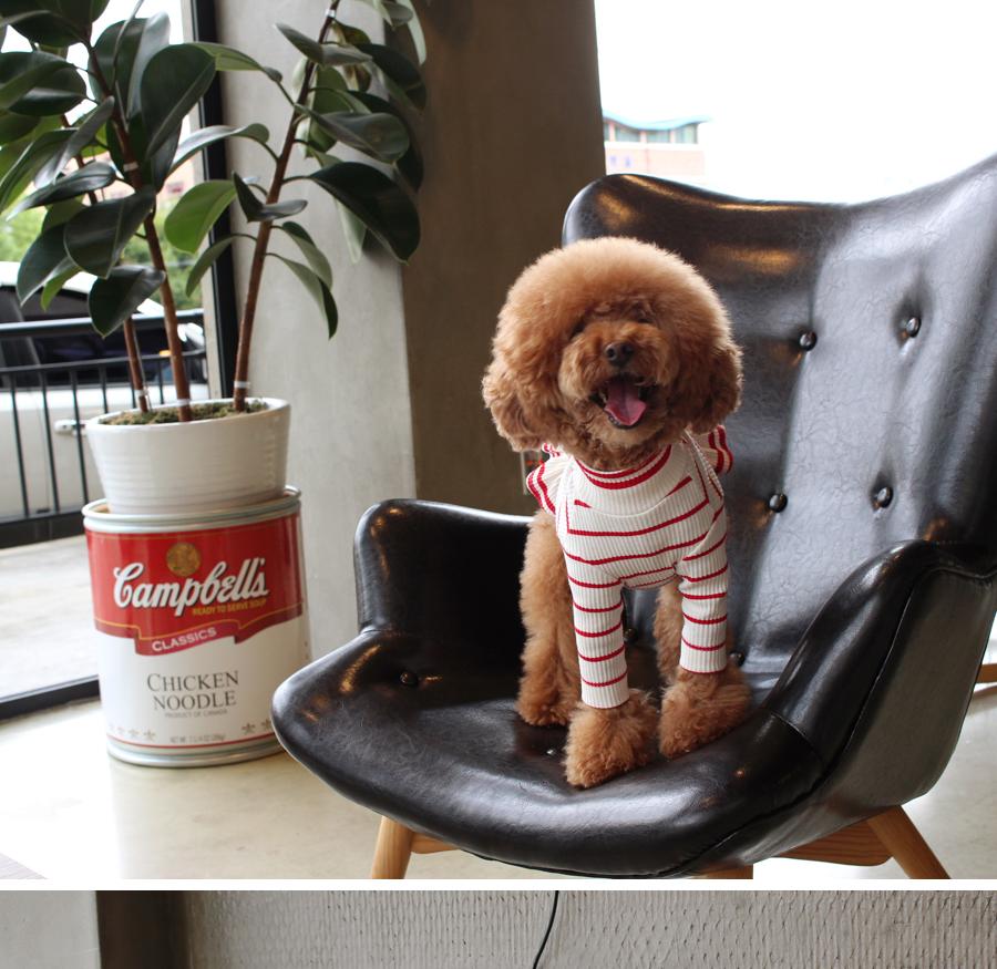 NEW DOG FASHION ST T-shirt Saint T_Red Dog Clothin